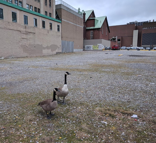 Canada geese on a vacant lot in downtown Hamilton (RTH file photo)