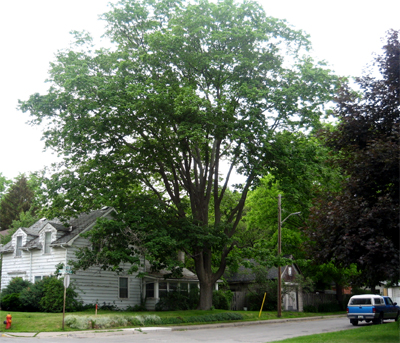 This mature maple is not currently protected by municipal legislation (Photo Credit: Maggie Fox)