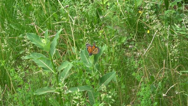 Antheia's milkweed