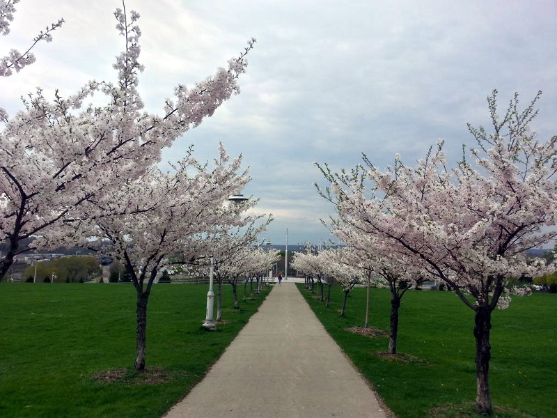 Blooming sakura at Bayfront Park