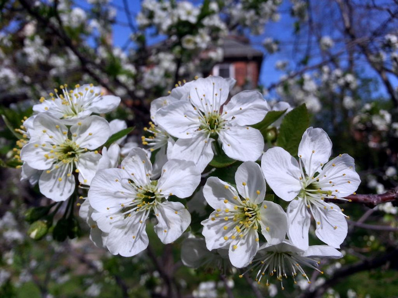 Blooming cherry tree