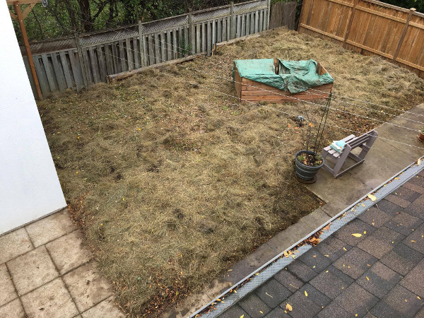 Hay laid down