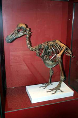 Dodo-Skeleton (Raphus cucullatus), Natural History Museum, London, England