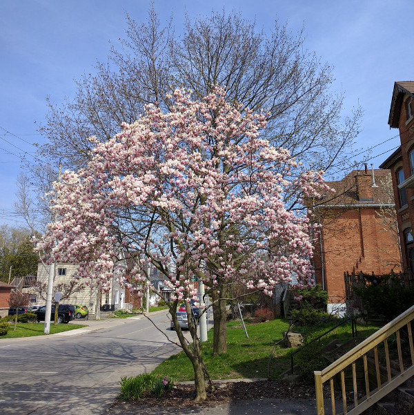 Flowering magnolia tree in Hamilton (RTH file photo)