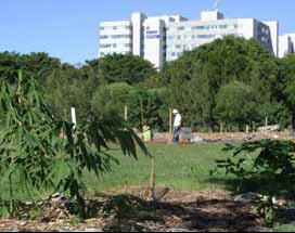 Community Garden