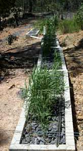 Gravel Reed Bed