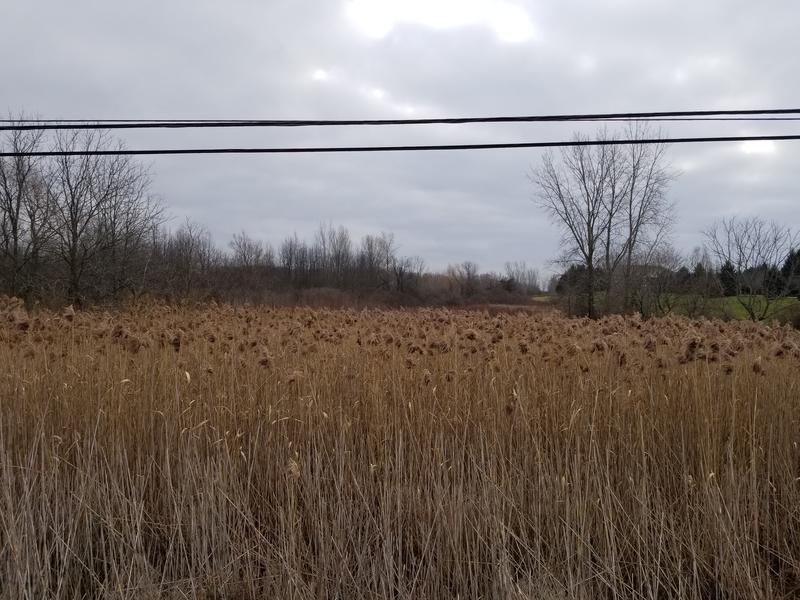 Marshland at 140 Garner Road East (Image Credit: Sean Hurley)