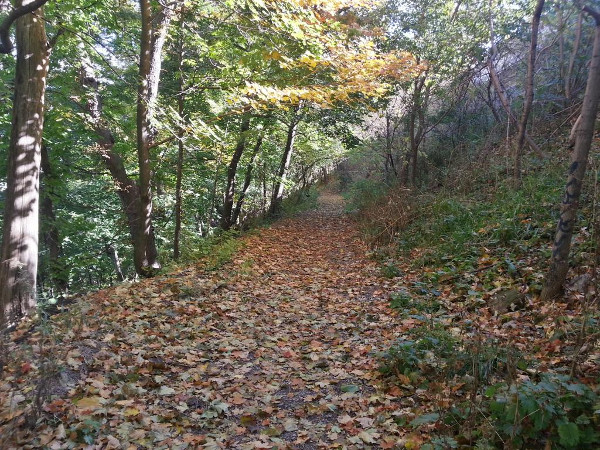 John Mountain Road Trail