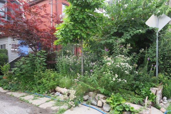 Lorraine Johnson and Pam Ward's naturalized front garden