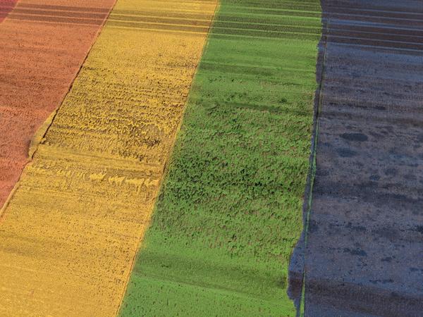 Detail of rainbow crosswalk faded and covered in skid marks (Image Credit: Cameron Kroetsch)