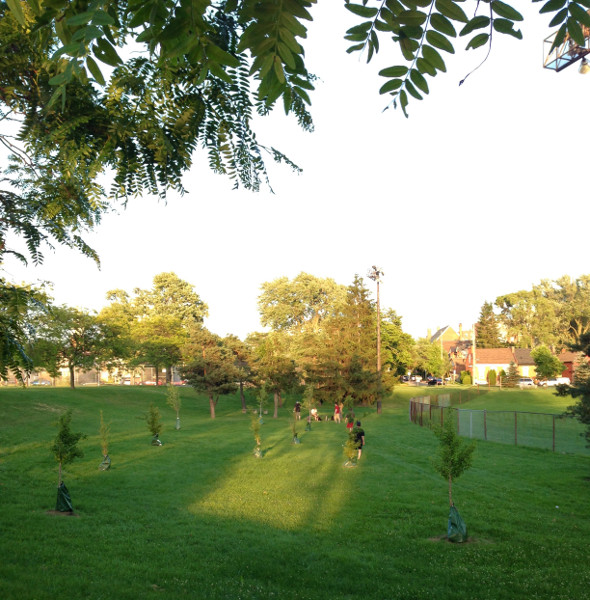 Playing among the new trees