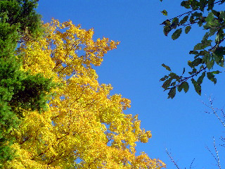 Leaves under a blue sky