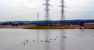 Waterfowl in the wetlands