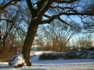 Mature trees in Victoria Park.