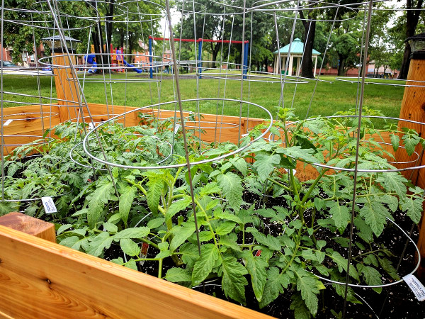 Tomato plants in Stinson Community Garden (RTH file photo)