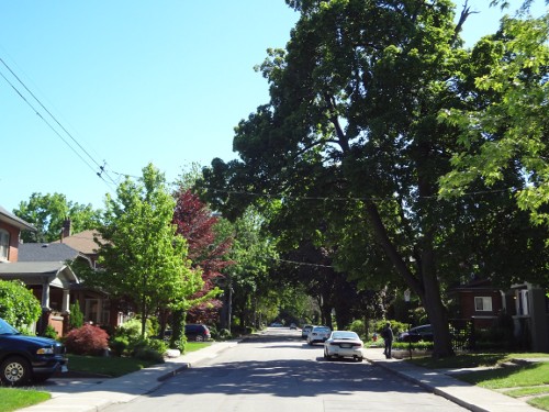 Tree canopy over city street (RTH file photo)