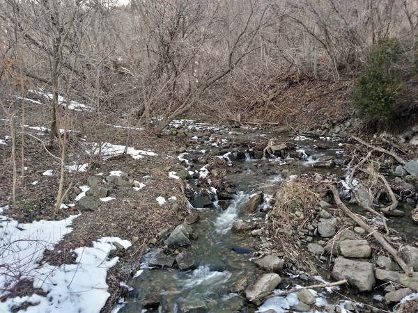 Sydenham Creek looking upstream from Livingstone Drive