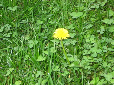 Exhibit 1: Lawn invaded by weeds